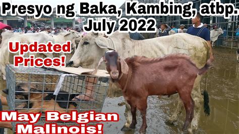 Updated Presyo Ng Kambing Baka Atbp Sa Cattle Trading Capital Of