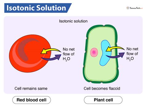 Isotonic Solution – Definition, Meaning, Examples & Diagram