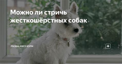 Можно ли стричь жесткошёрстных собак | Probalance корм | Дзен