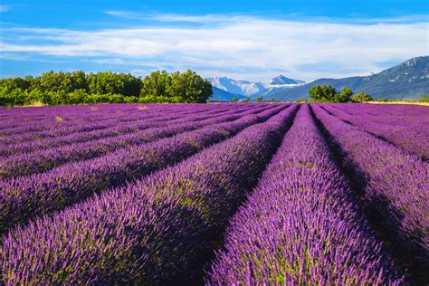 Explore the Lavender fields in Provence - Sawasdee