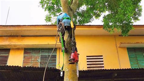 Cưa Cây Xà Cừ Trên Mái Nhà Trường Sawing the Conch Tree On The School