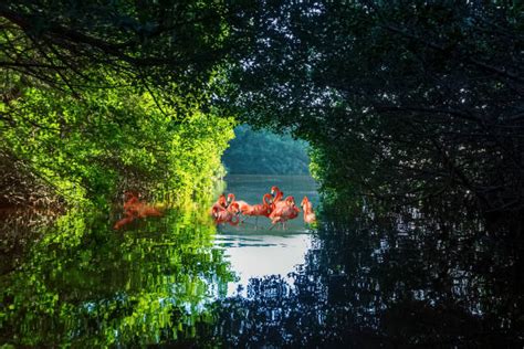 1,500+ Mangroves Mexico Stock Photos, Pictures & Royalty-Free Images - iStock