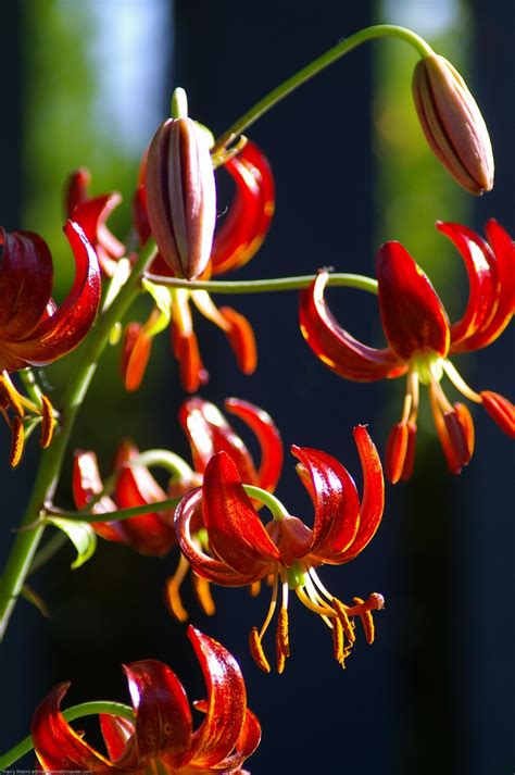 Edmonton Garden Photos Gallery