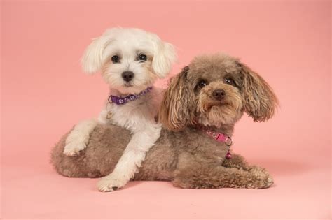 Maltipoo Puppies For Sale With 10 Year Health Guarantee My Doodle