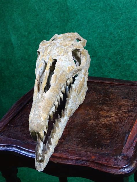 best offer Mosasaurus Skull repaired fossil Dinosaur Morocco - fossil ...