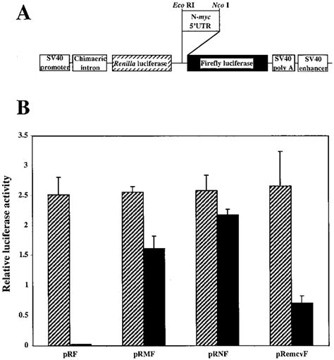 The N-myc 5' UTR stimulates downstream cistron expression in a ...