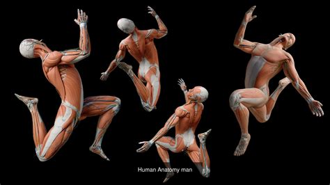 Female And Male Human Anatomy 3d Model Collection Cgtrader