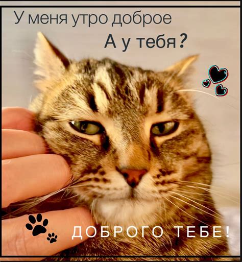 Доброе утро | Кошки, Смешные животные, Доброе утро