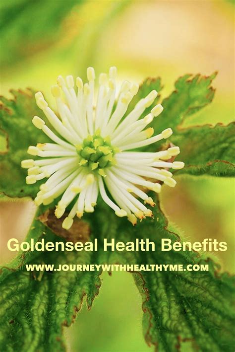 Goldenseal Health Benefits Journey With Healthy Me Goldenseal