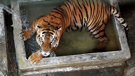 Armed rangers in India hunt 'man-eating' tiger after it kills four people