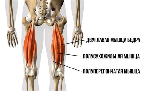 Бицепс бедра с собственным весом