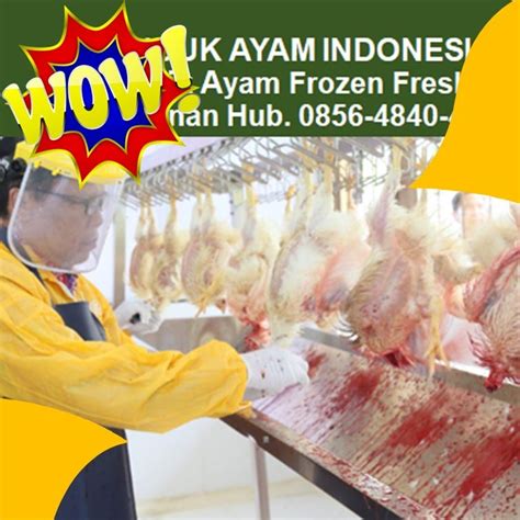 Wa 085648404735 Distributor Jual Ceker Ayam Potong Frozen Untuk