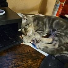 Greentea98 Nude OnlyFans Leaks 2025 Fapopedia