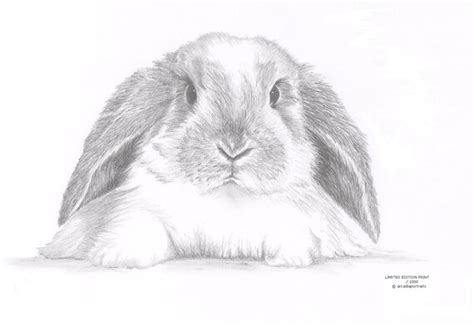 LOP EARED RABBIT Bunny Limited Edition art drawing print