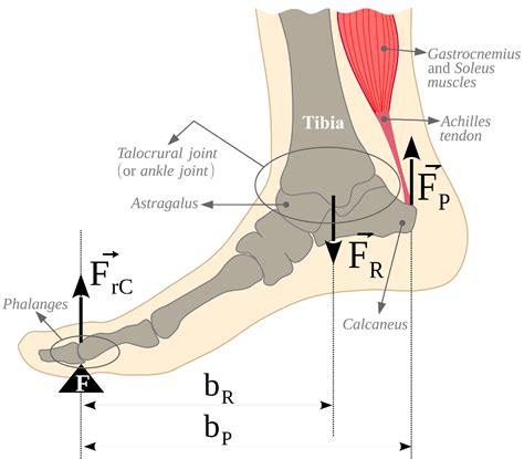 Lever, Ankle-Foot-Gastrocnemius and soleus muscles mechanical system