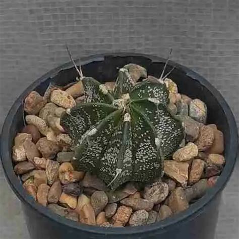 Astrophytum Capricorne V Major Premier Cactus Destination