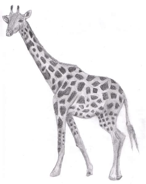 giraffe drawing pictures