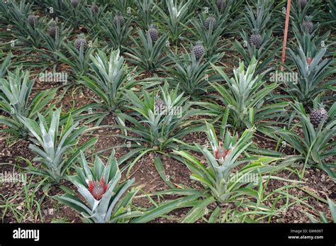 Pineapple Plantation On Greenhouses Growing Pineapples Smiguel Stock