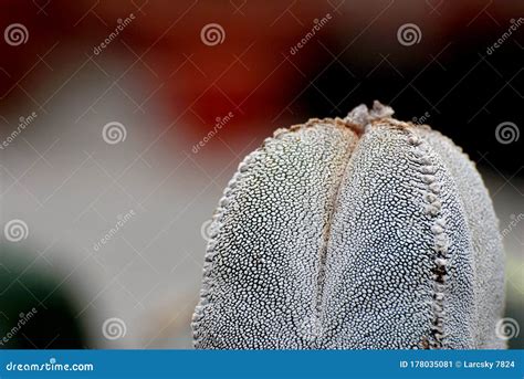 White Cactus Is Astrophytum Myriostigma Common Names Bishop`s Cap