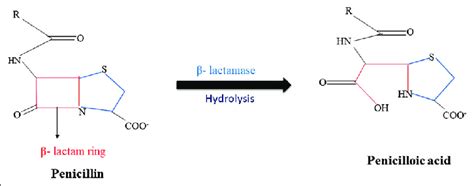 Hydrolysis of β lactam ring by β lactamase Download Scientific Diagram