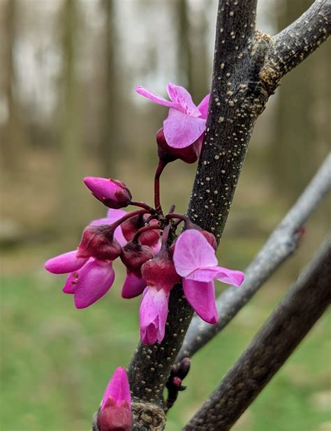 Planting Redbud Trees The Martha Stewart Blog