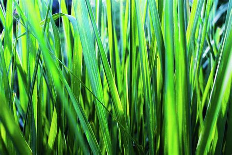 Blade Of Grass Up Close