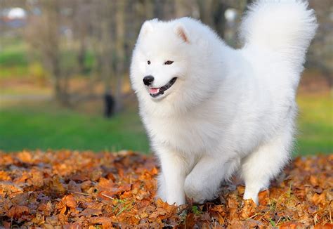samoyed breed guide learn   samoyed