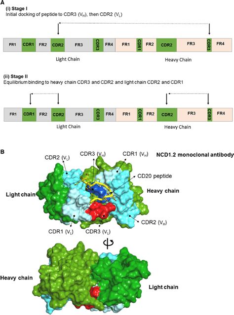 A summary of the dominant paratope involved in the antibody-peptide ...