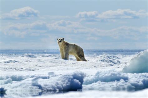 Polar Bear, Hudson Bay, Canada – Fubiz Media