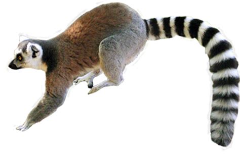 Lemur Png