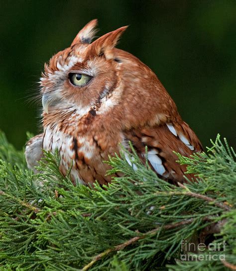 Red Phase Eastern Screech Owl Photograph By Lisa Porier Fine Art America