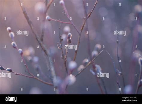 Natural Spring Background With Pussy Willow Branches Toned Image Stock Photo Alamy