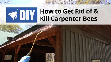 How To Get Rid Of Kill Carpenter Bees YouTube