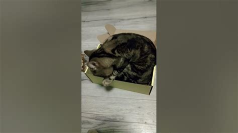 Ловушка для кота)#безкотаижизньнета #нашипитомцы #кот #catvideos - YouTube