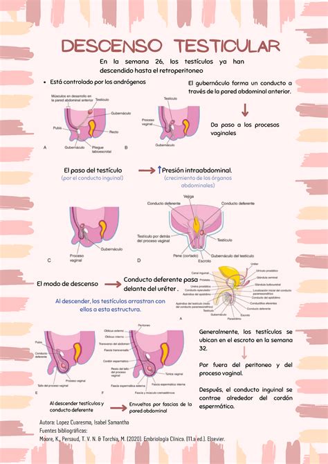 Descenso Testicular El Gubernáculo Forma Un Conducto A Través De La Pared Abdominal Anterior