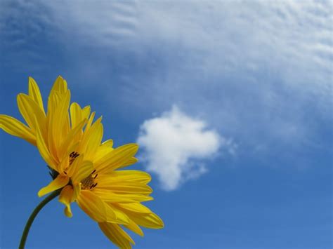 Sunlight Flowers Nature Grass Sky Field Clouds Yellow Blue