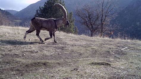 Kahramanmara Ta Yabani Hayvanlar Fotokapanlarla Zleniyor