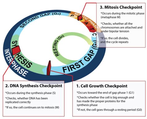 Cell Cycle And Checkpoints Worksheet