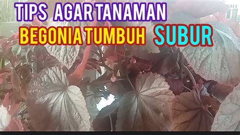 Cara Mudah Merawat Tanaman Hias Begonia Agar Tumbuh Rimbun Dan Subur