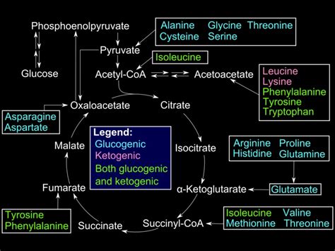 Figure Glucogenic Amino Acids This Illustration Statpearls