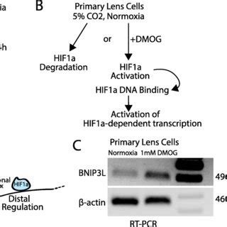 Multiomic identification of functional HIF1α DNA binding targets in the