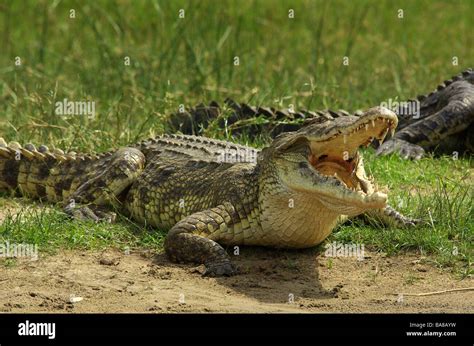 Nile Crocodile Crocodylus Niloticus Stock Photo Alamy