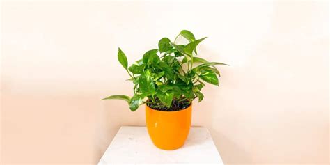 Hawaiian Pothos Care And Growing Guide Plantcarefully