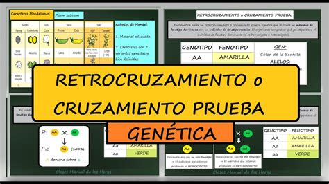 Retrocruzamiento Cruzamiento Prueba Definici N Ejemplo Gen Tica