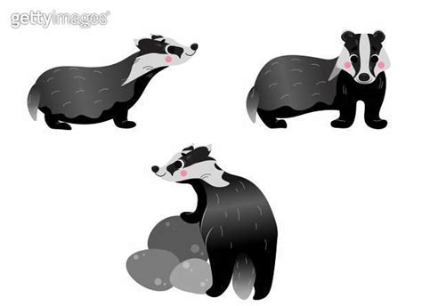 Cute Cartoon Wild Brocks Vector Set Badgers In Different Postures