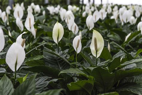 Agria Fiorita S R L Piante Ornamentali Verdi E Fiorite