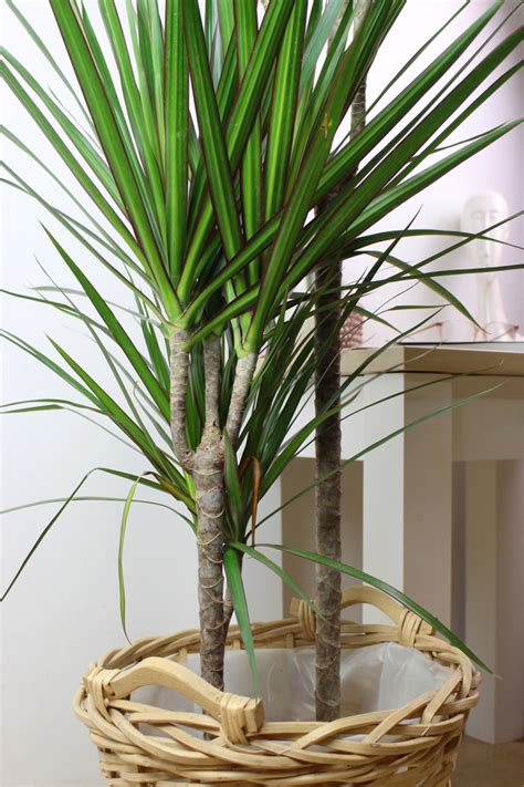 Plante D Int Rieur Dracaena Plante Verte La Fontaine Fleurie