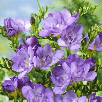 Фрезия махровая (полная) Lavender - купить с доставкой по Украине, цена ...