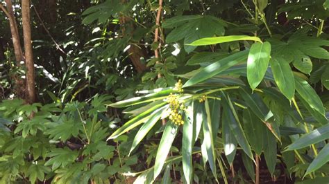 Nacaduba Kurava Butterfly Of Palau Youtube