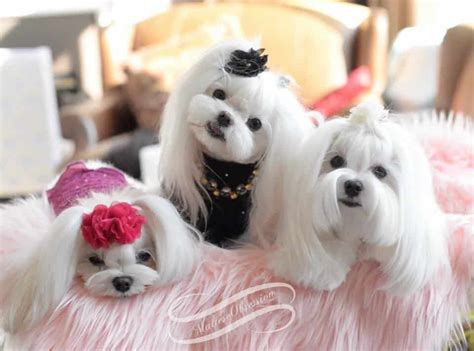 Топ 10 Малки породи кучета - мини кучета (играчки)